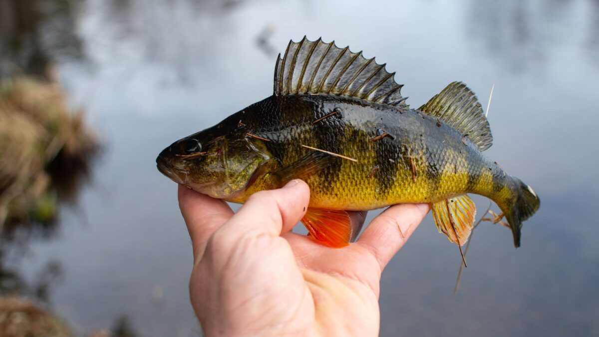 Pond Bass Fishing: How to Read Small Water and Catch More Bass