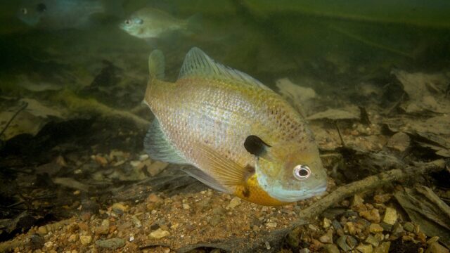 Bluegill and Sunfish Fishing: Easy Fish for Beginners and Kids