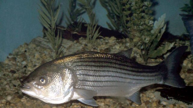 How to Catch Striped Bass With Live Bait: Best Baits, Rigs, Hooks and Rules