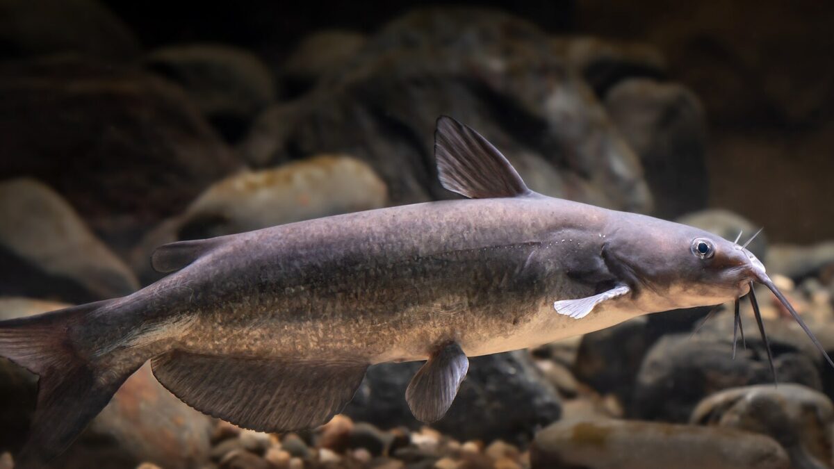 Catfish Fishing for Beginners: Channel, Blue and Flathead Catfish, Baits, Rigs and Night Fishing