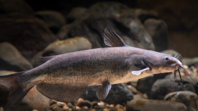 Catfish Fishing for Beginners: Channel, Blue and Flathead Catfish, Baits, Rigs and Night Fishing