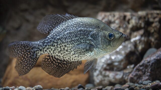 Crappie Fishing Tips: Seasons, Spawn, Brush Piles, Jigs, Minnows and Slip Bobbers