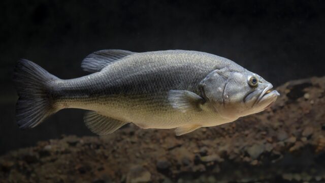 How to Catch Big Bass: Where Trophy Fish Live, When They Feed and What They Bite