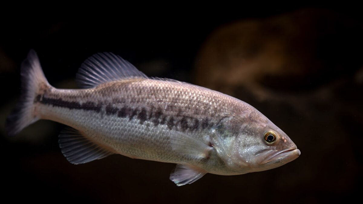 How to Hold a Bass (and Other Fish) Without Hurting It