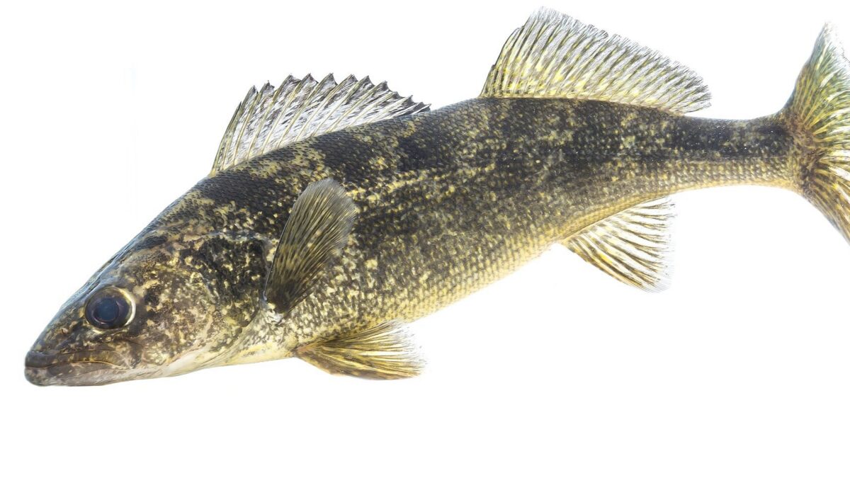 Walleye