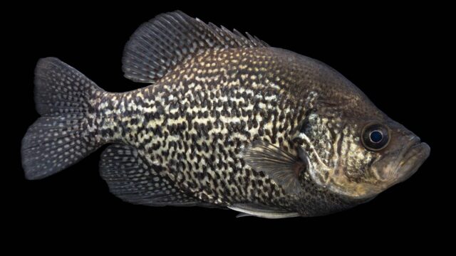 Ice Fishing for Crappie: Find Suspended Schools and Catch Them at Dusk