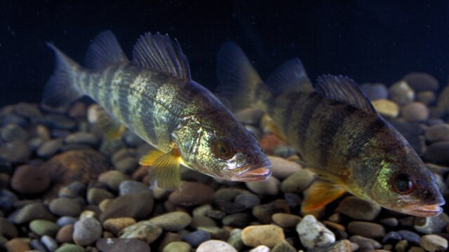 Ice Fishing for Perch and Bluegill: Tiny Jigs, Mud Flats, Weed Edges and Staying on the School