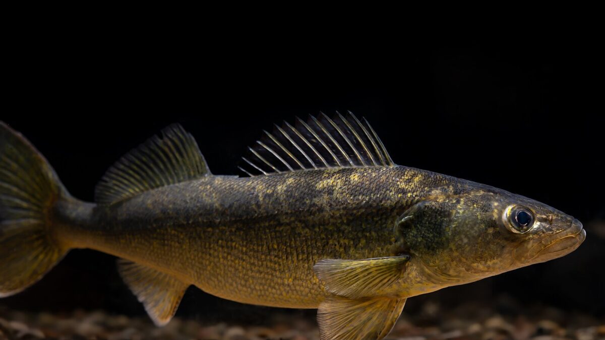 Ice Fishing for Walleye: Structure, Jigging Spoons, Rattle Baits and Tip-Ups