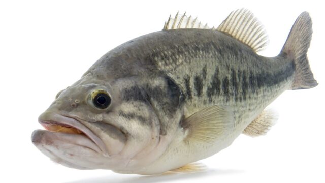 Largemouth Bass: How to Identify Them, Where They Live and How to Catch Them