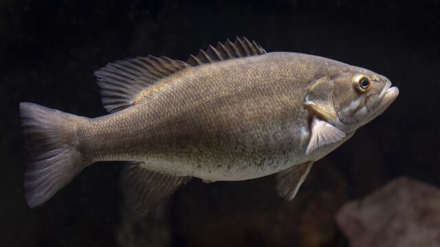 Largemouth vs Smallmouth Bass: How to Tell Them Apart and How Tactics Change