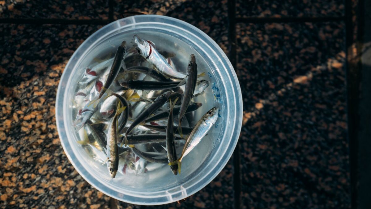 Live Bait for Bass: Shiners, Nightcrawlers, Crayfish and Frogs (and the Rules)