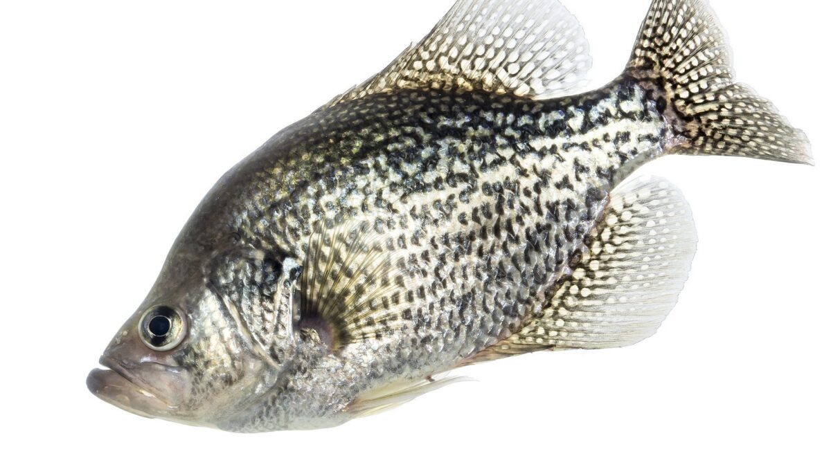 Crappie