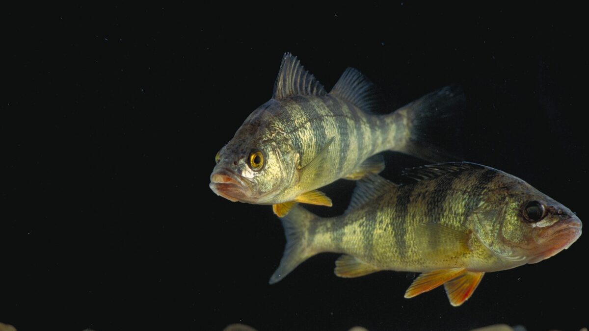 Yellow perch
