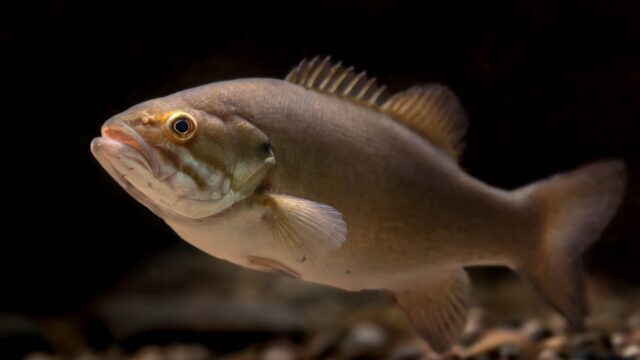 Smallmouth Bass: Identification, Habitat, Diet and How to Catch Them