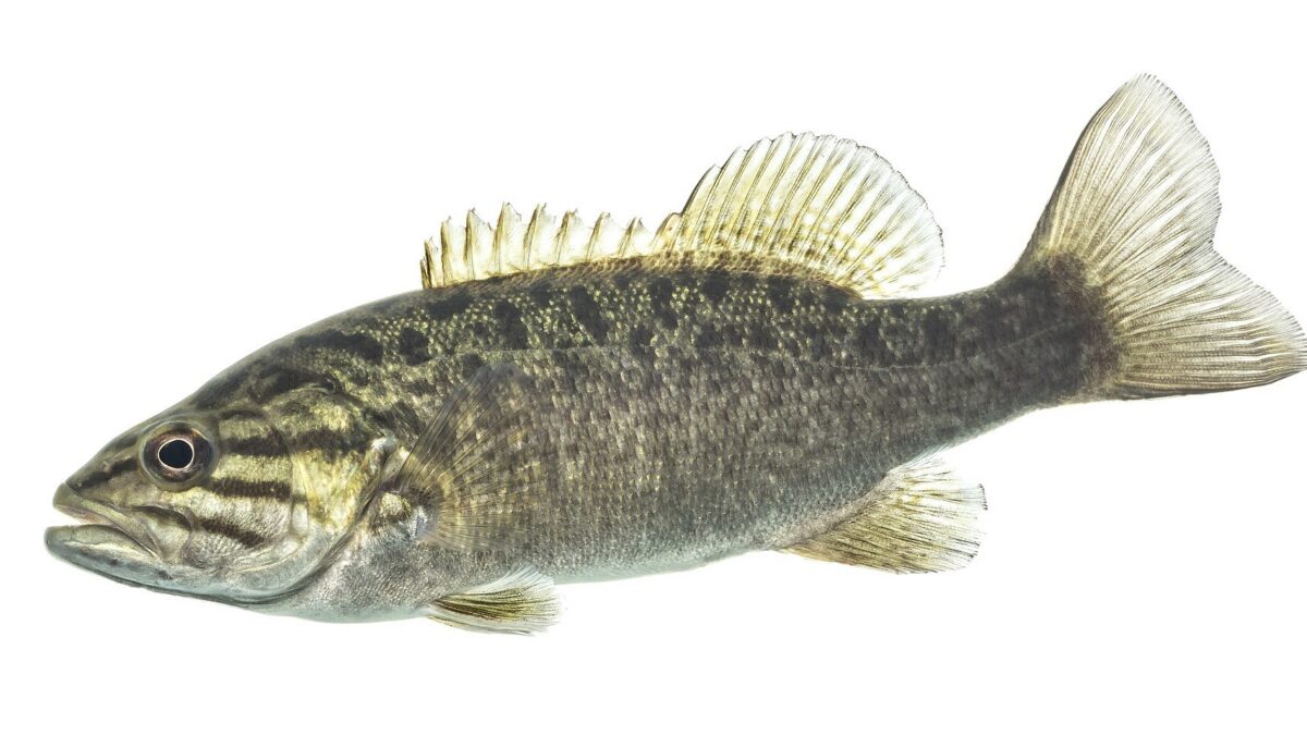 Smallmouth Bass Fishing Tips: Lakes vs Rivers, Depth by Season and the Best Lures