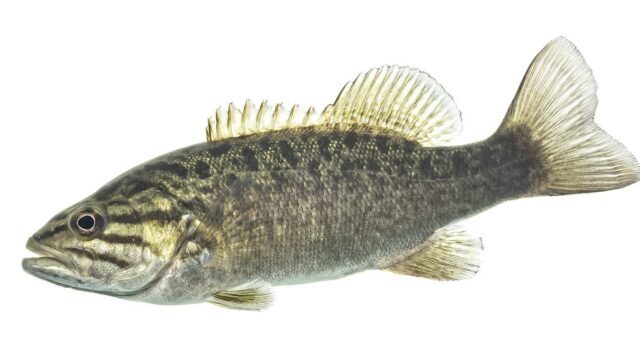 Smallmouth Bass Fishing Tips: Lakes vs Rivers, Depth by Season and the Best Lures