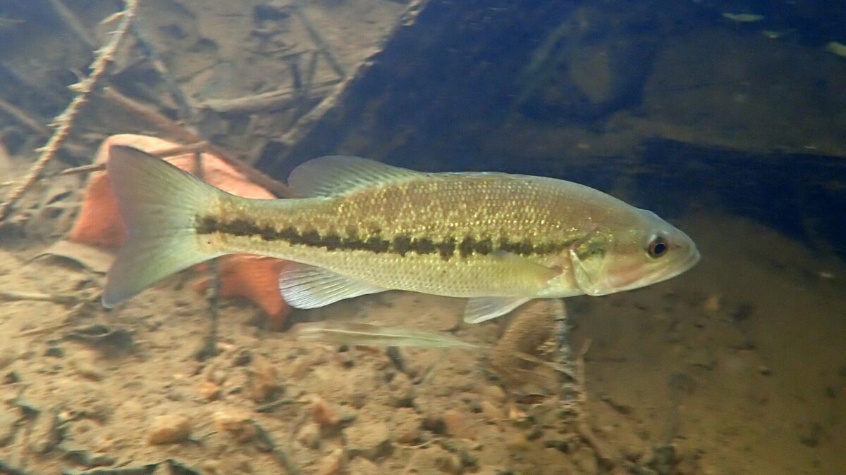 Spotted Bass: How to Tell Them From Largemouth, Where They Live and How to Catch Them