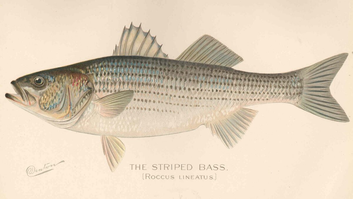Striped Bass Guide: Coastal and Landlocked Stripers, Hybrids, Seasons and Tactics