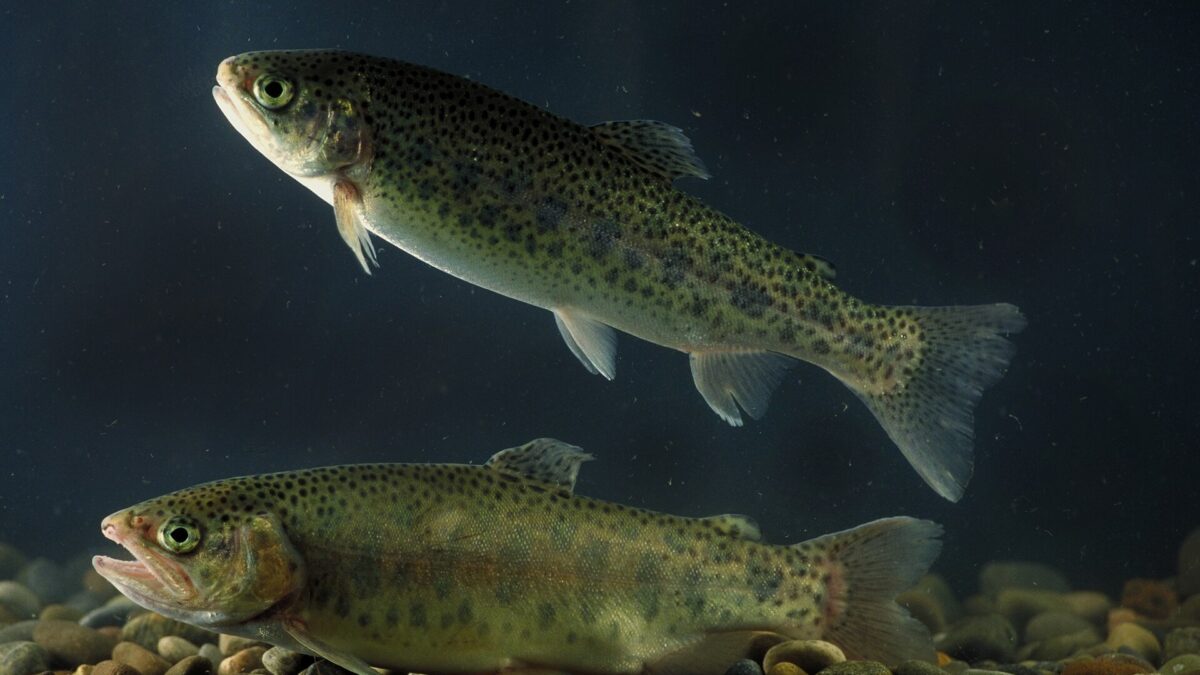Trout Fishing for Beginners: Stocked Lakes vs Streams, Baits, Lures and Rules