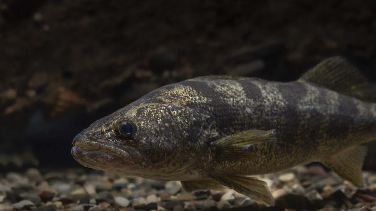 Walleye Fishing Tips: Low Light, Wind, Jigs, Live Bait Rigs and Trolling by Season