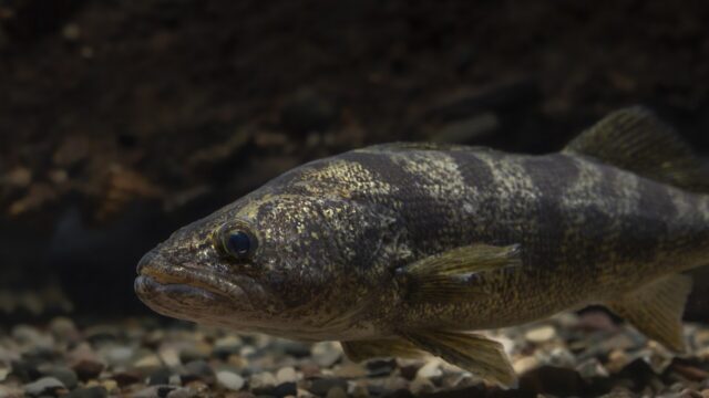 Walleye Fishing Tips: Low Light, Wind, Jigs, Live Bait Rigs and Trolling by Season