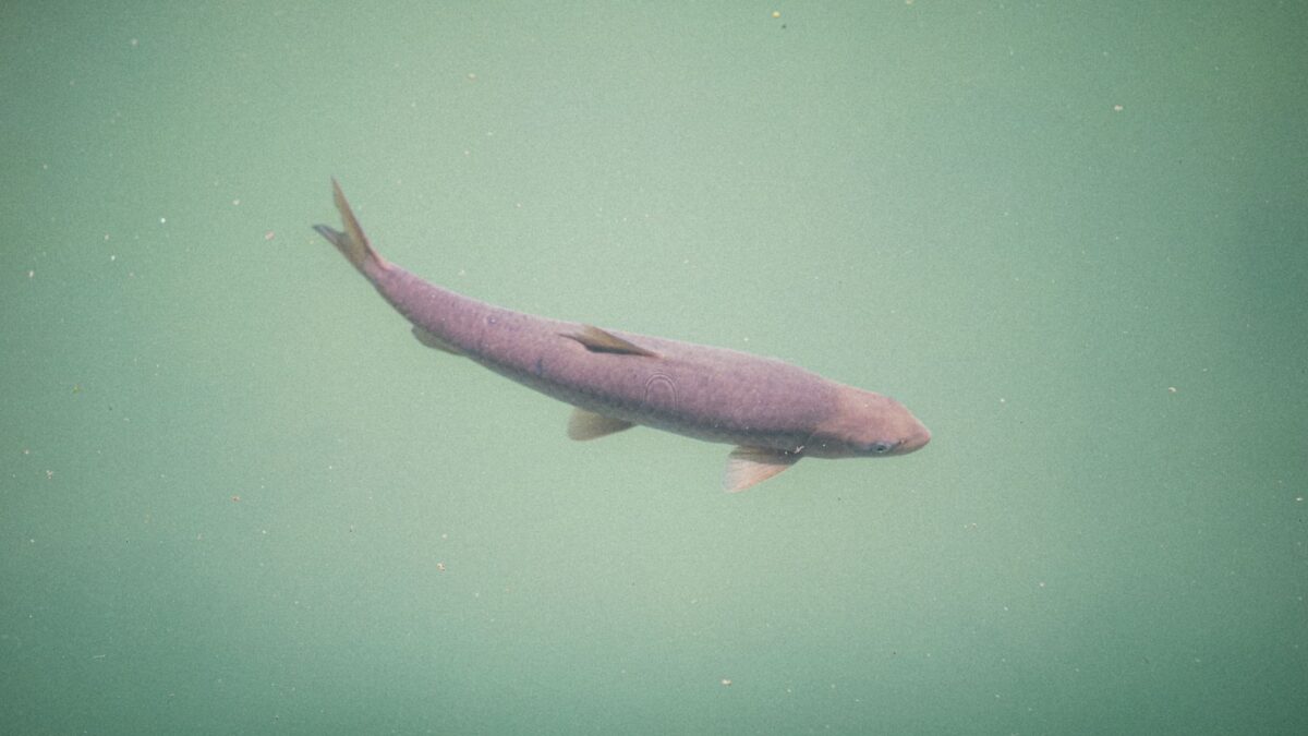 What Do Bass Eat? Forage by Season and How to Match Your Lures