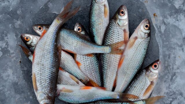 Winter Bass Fishing in Open Water: Where Bass Go and How to Catch Them